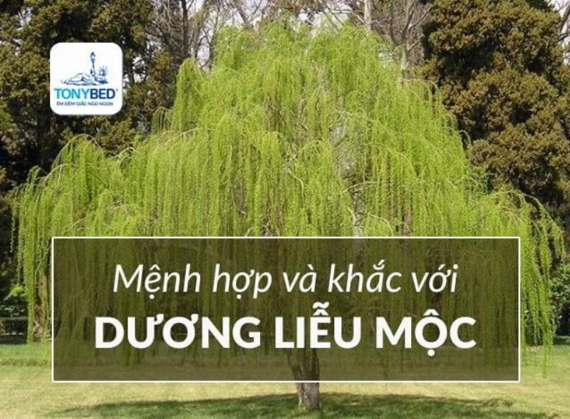 Mệnh hợp và khắc với mệnh Dương Liễu Mộc