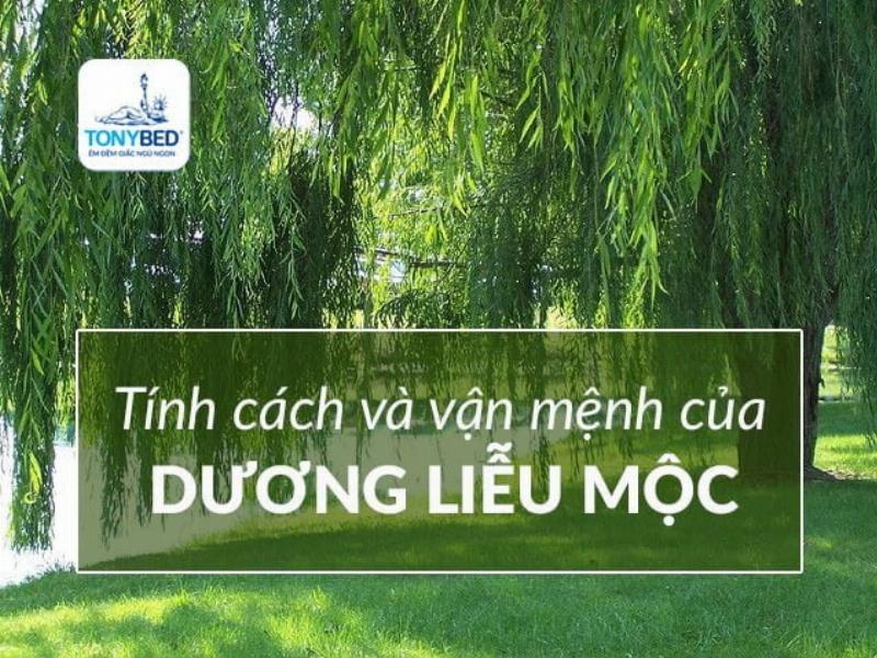 Tính cách và vận mệnh của Dương Liễu Mộc